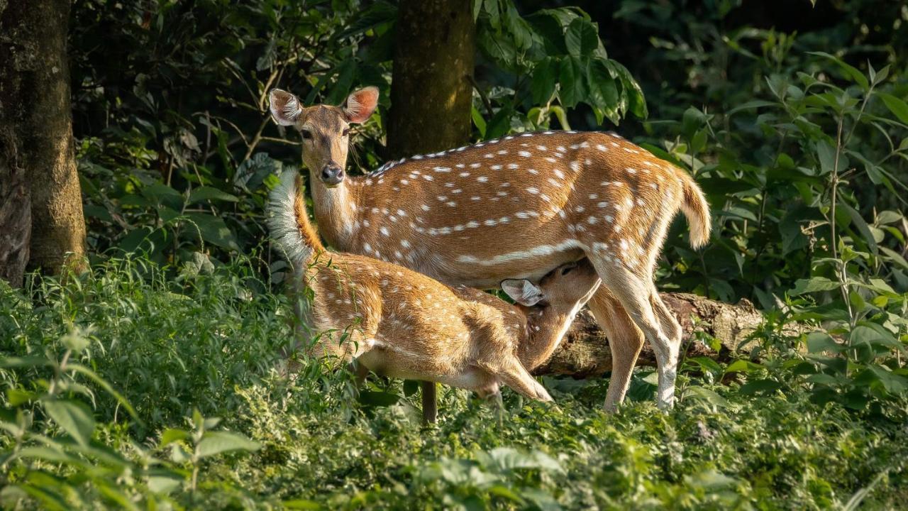 Tiger Corner Inn Homestay Sauraha Zewnętrze zdjęcie