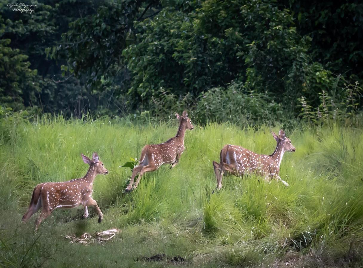 Tiger Corner Inn Homestay Sauraha Zewnętrze zdjęcie