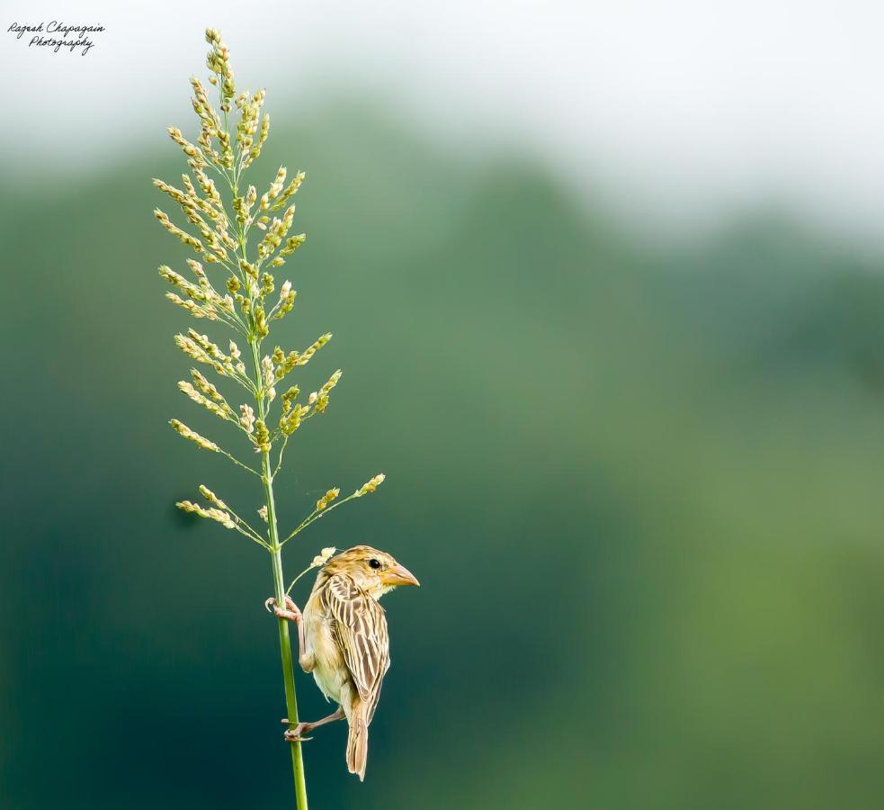 Tiger Corner Inn Homestay Sauraha Zewnętrze zdjęcie